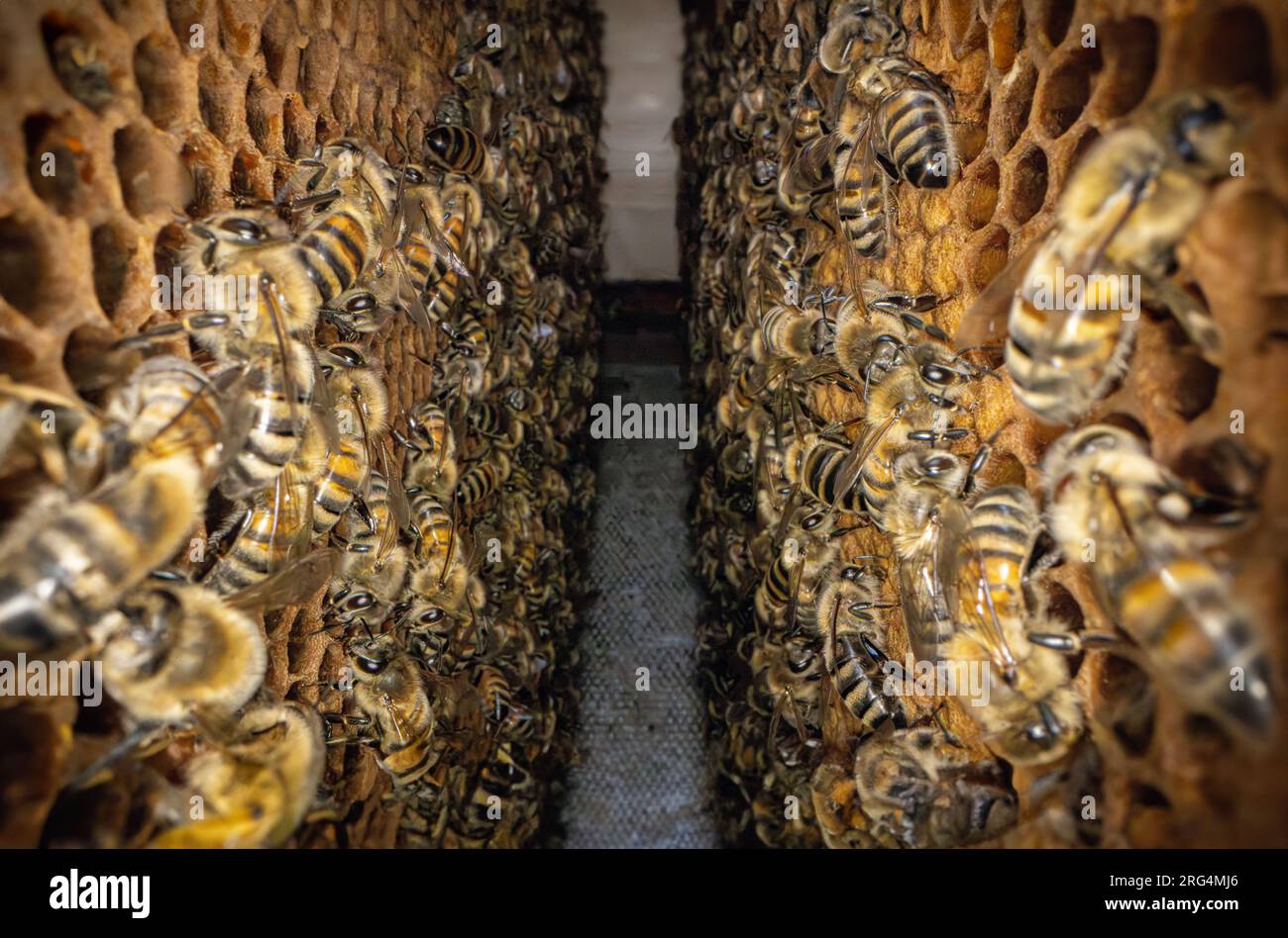 Macro image d'une abeille sur un cadre d'une ruche. Abeilles sur nid d'abeille. Apiculture. Banque D'Images