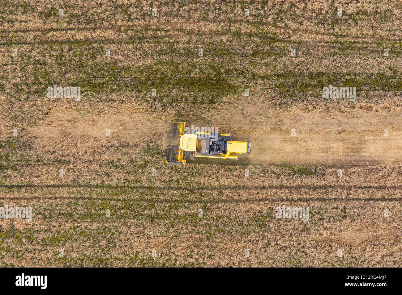 Moissonneuse-batteuse travaillant sur le champ de blé. Vue aérienne de l'agriculture Banque D'Images