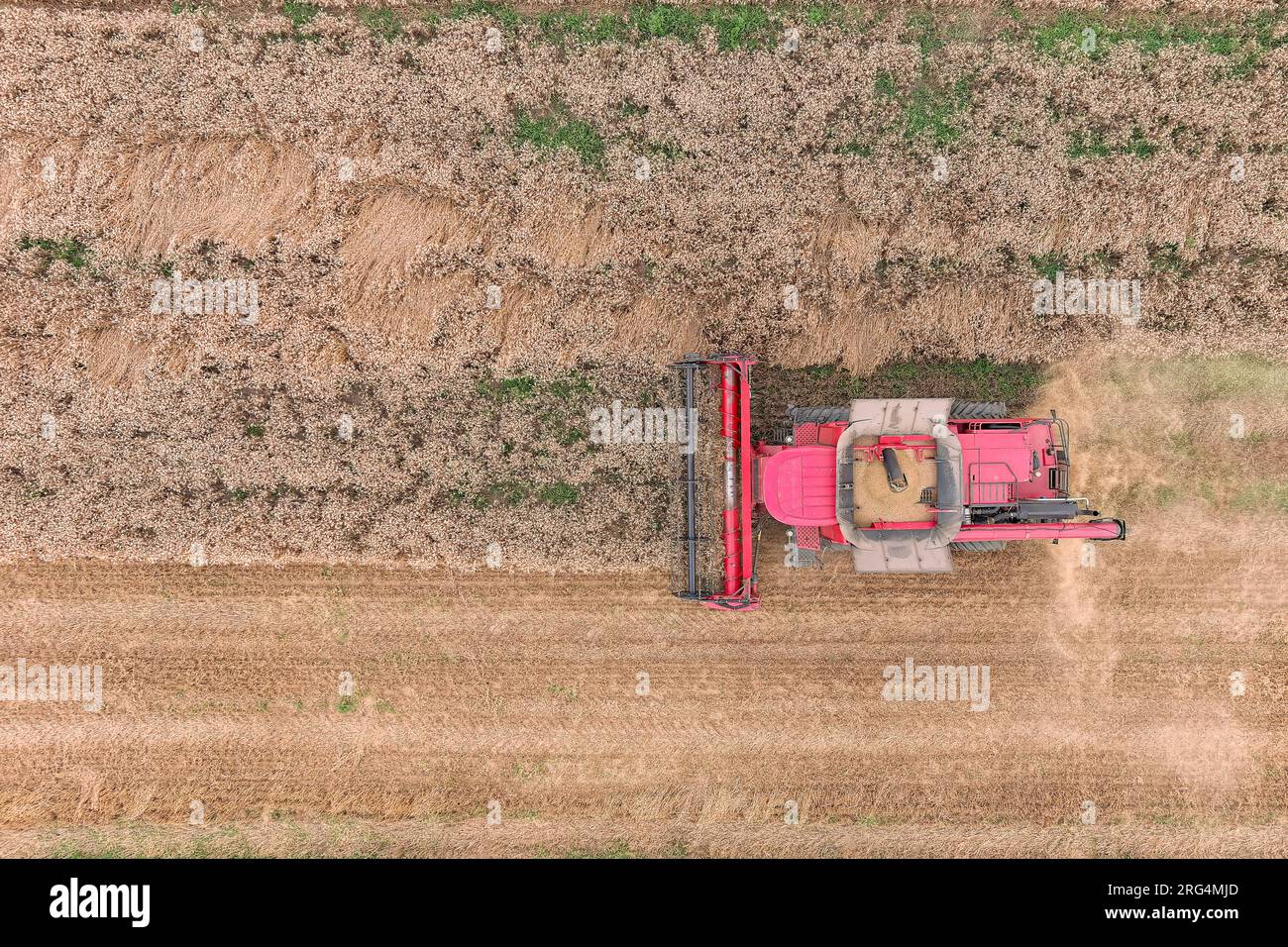 Moissonneuse-batteuse machine agricole récoltant un champ de blé mûr doré. Vue aérienne de l'agriculture Banque D'Images