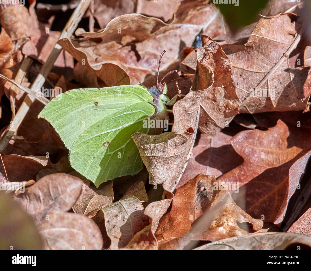 Papillon en pierre d'brimade se réchauffer sur les feuilles mortes après s'être réveillé de l'hibernation lors d'une journée de printemps ensoleillée. Hurst Meadows, East Molesey, Surrey, Royaume-Uni. Banque D'Images
