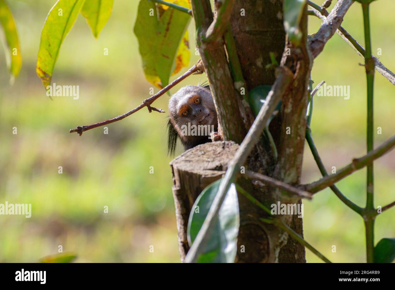 marmoset regardant à travers l'arbre Banque D'Images