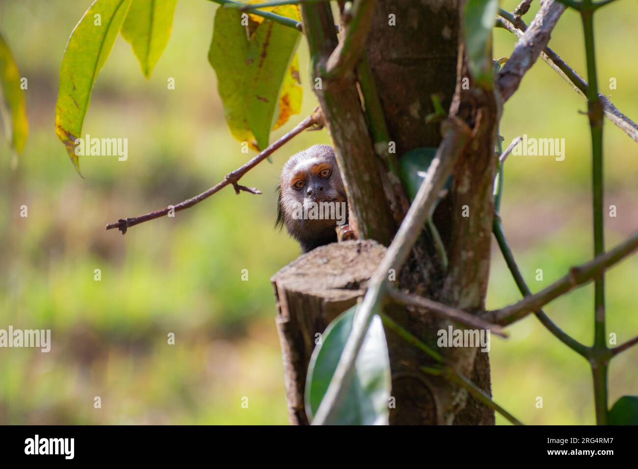 marmoset regardant à travers l'arbre Banque D'Images