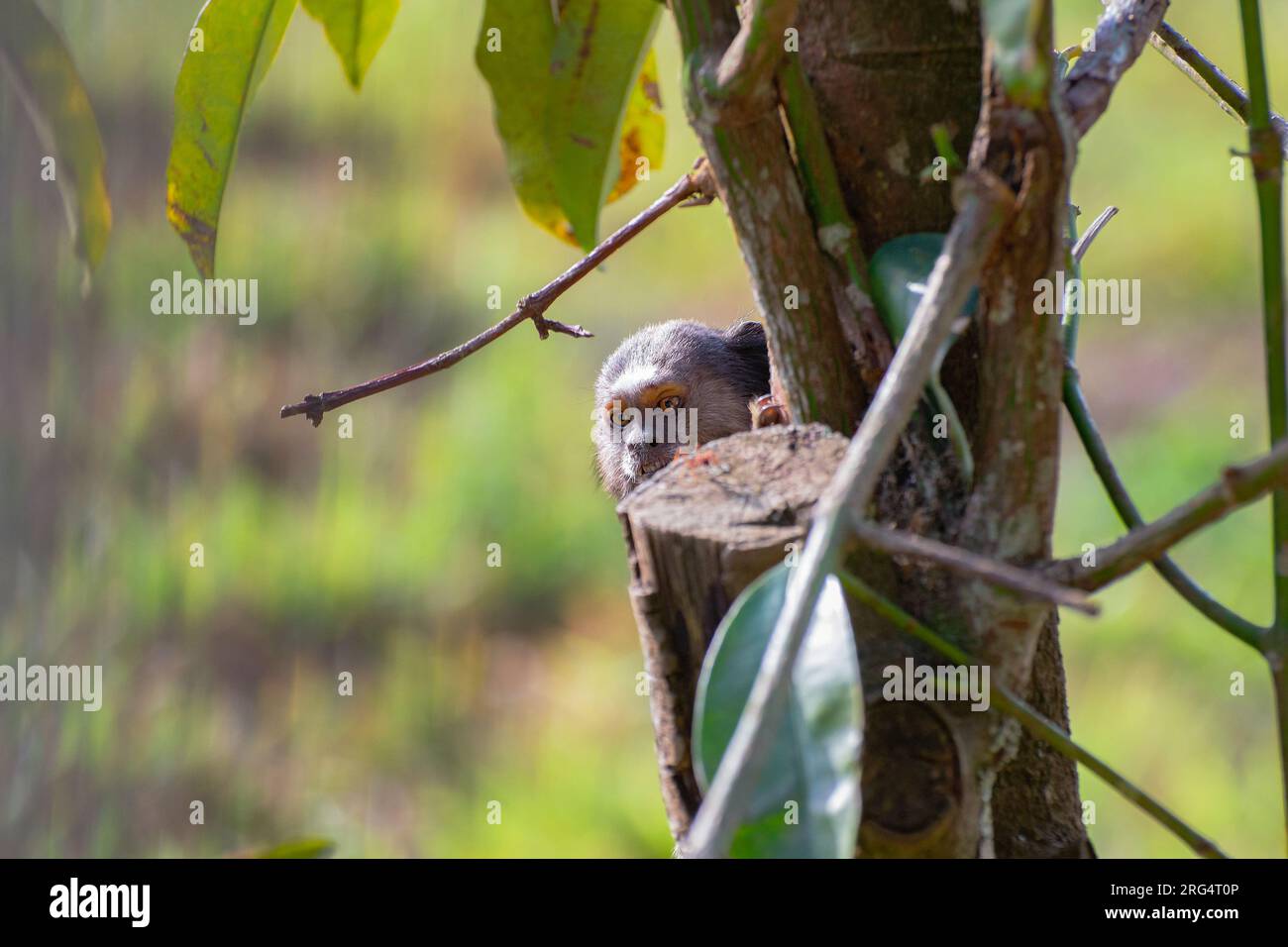 marmoset regardant à travers l'arbre Banque D'Images