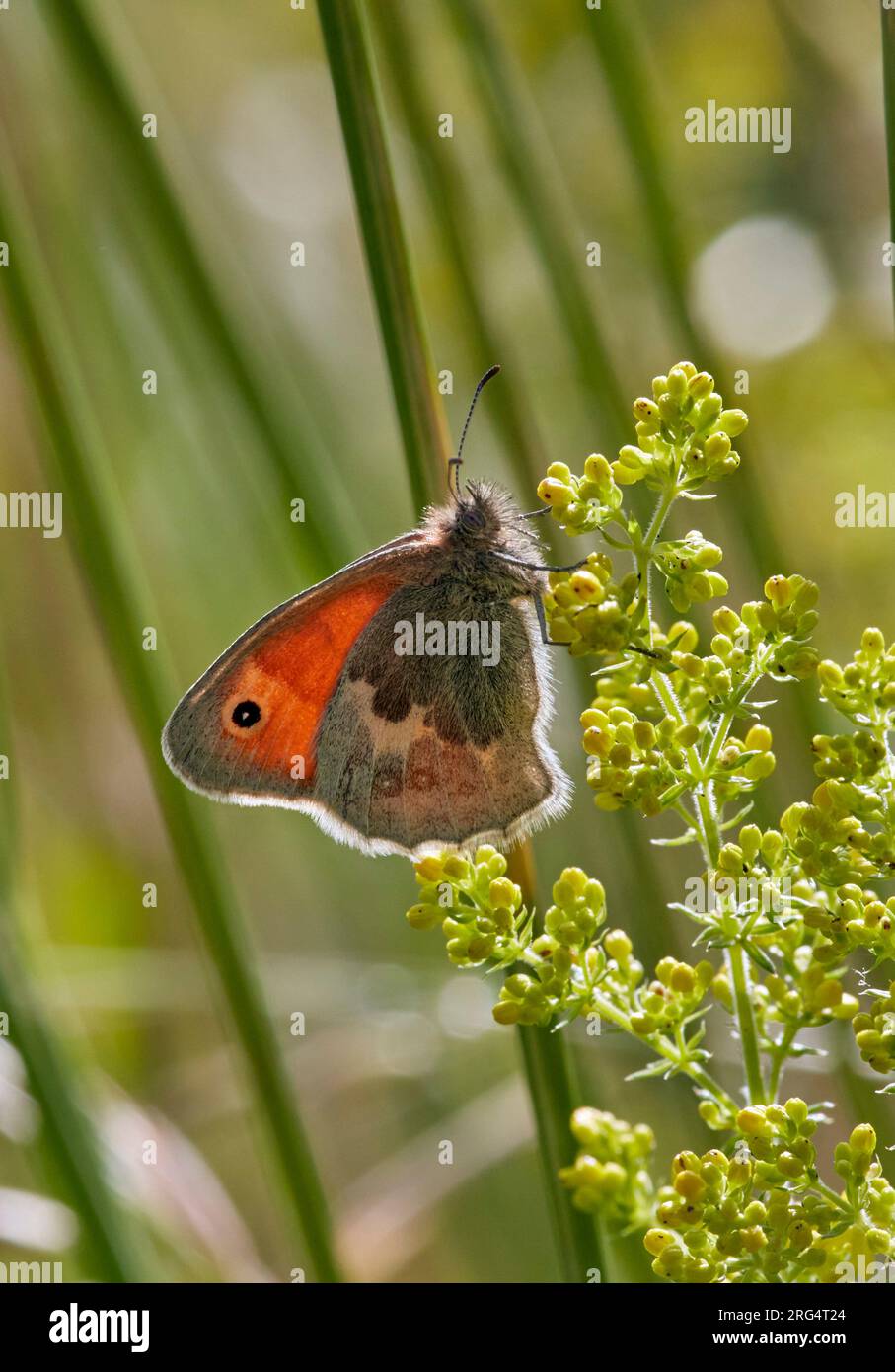 Petite Heath perchée sur Lady's Bedstraw. Molesey RESERVOIRS nature Reserve, West Molesey, Surrey, Angleterre. Banque D'Images