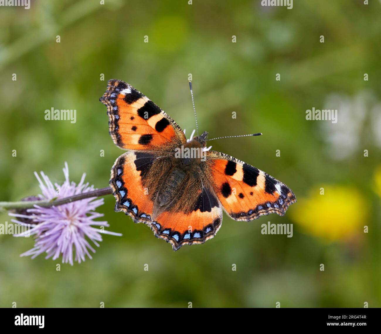 Petite écaille de tortue. Molesey Heath, West Molesey, Surrey, Angleterre. Banque D'Images