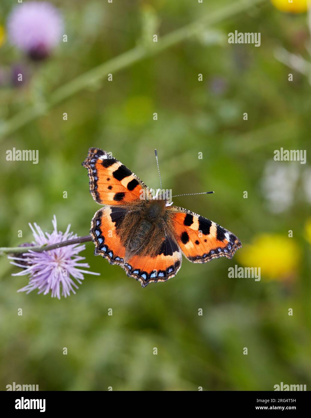 Petite écaille de tortue. Molesey Heath, West Molesey, Surrey, Angleterre. Banque D'Images