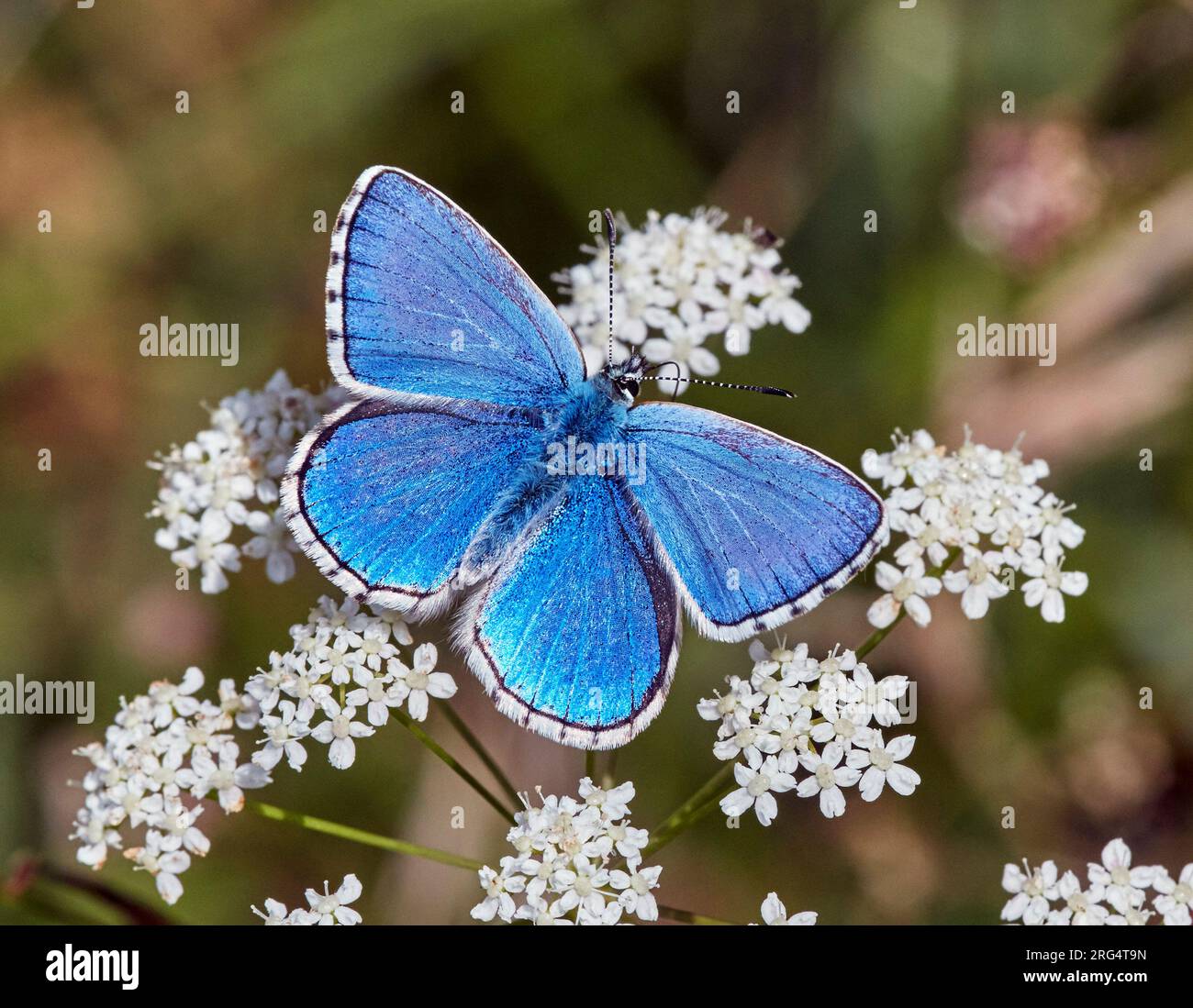 Adonis Blue nectaring sur Burnet-saxifrage. Denbies Hillside, Ranmore Common, Surrey, Angleterre. Banque D'Images