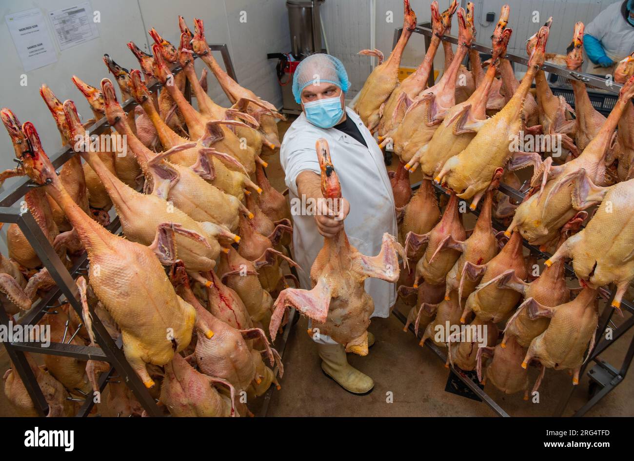 Canards élevés pour le foie gras. Coopérative agricole Palmagri, Auros, Gironde, France. Banque D'Images