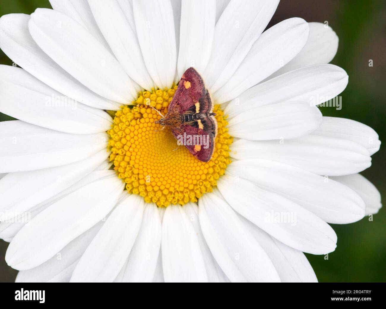 Menthe Moth sur Oxeye Daisy. Molesey RESERVOIRS nature Reserve, West Molesey, Surrey, Angleterre. Banque D'Images
