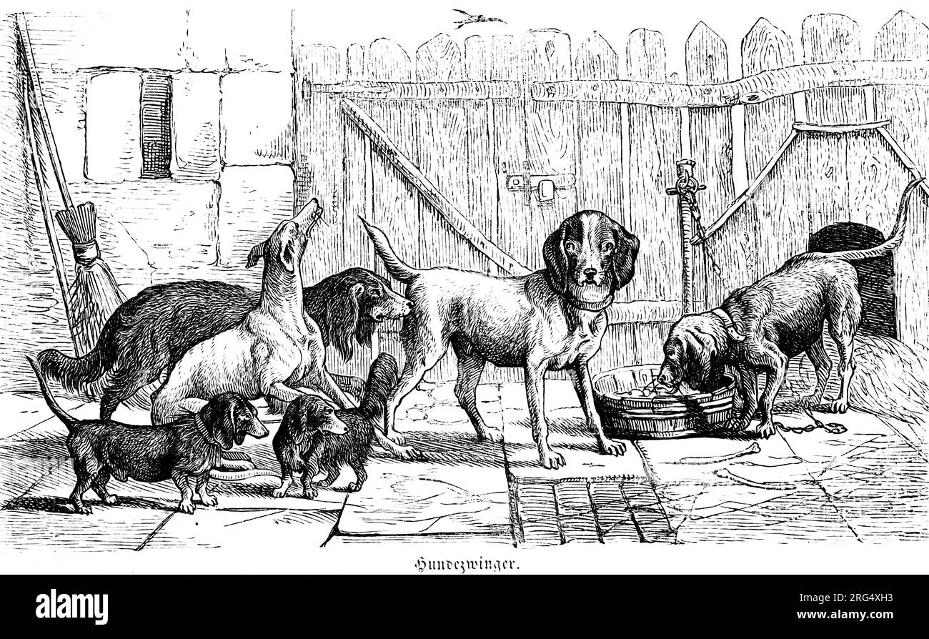 Différents types de chiens dans leur chenil, animaux sauvages et scènes de chasse,, Illustration historique about1860 Banque D'Images