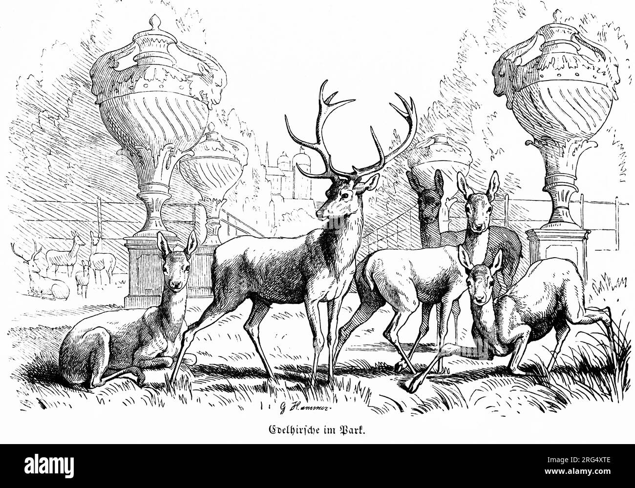 Apprivoiser des cerfs dans un parc de château, des animaux sauvages et des scènes de chasse,, Illustration historique about1860 Banque D'Images