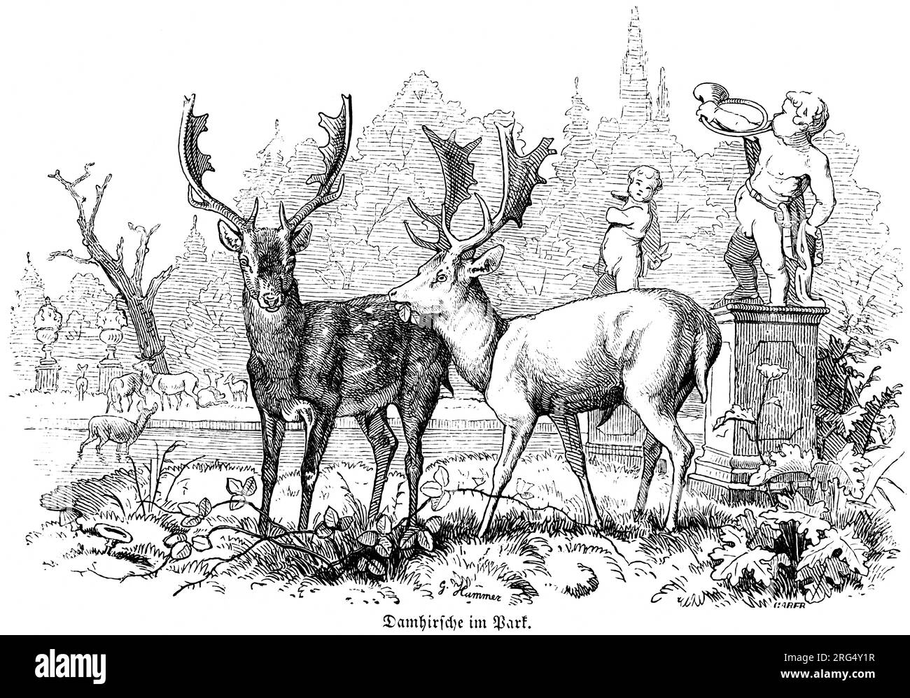 Animaux sauvages et scènes de chasse,, Illustration historique about1860 Banque D'Images