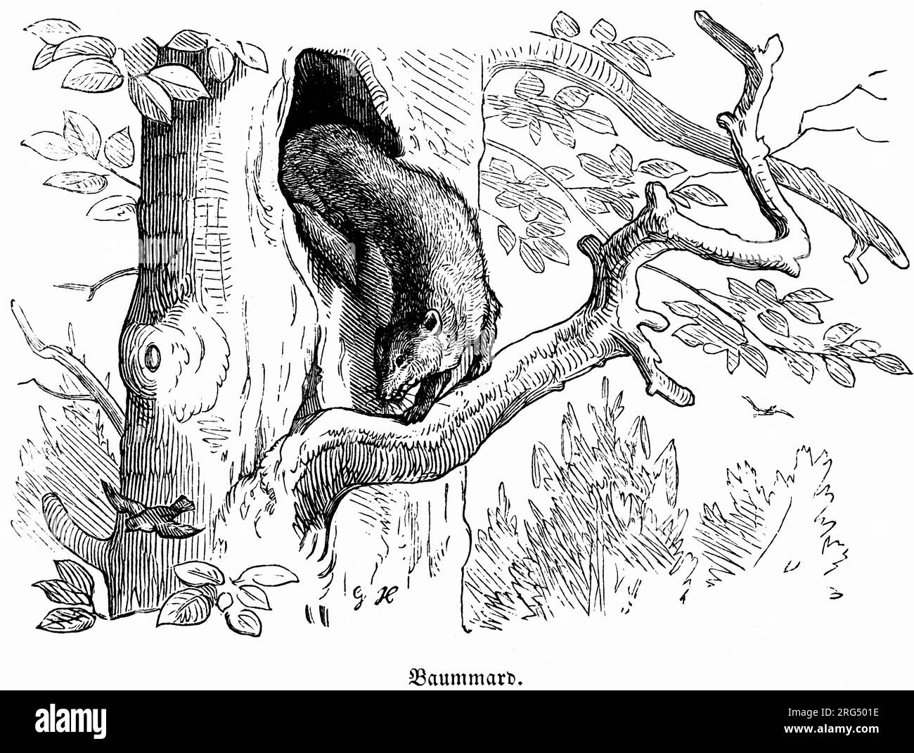 Martre de pin (Martes martes), Baummarder, animaux sauvages et scènes de chasse,, Illustration historique about1860 Banque D'Images