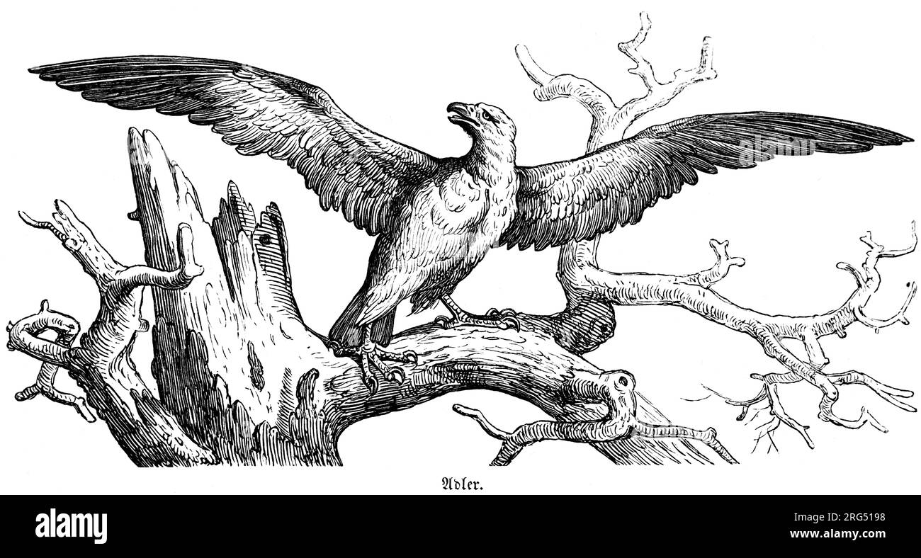 Un aigle avec des ailes déployées sur un arbre, des animaux sauvages et des scènes de chasse, Illustration historique about1860 Banque D'Images