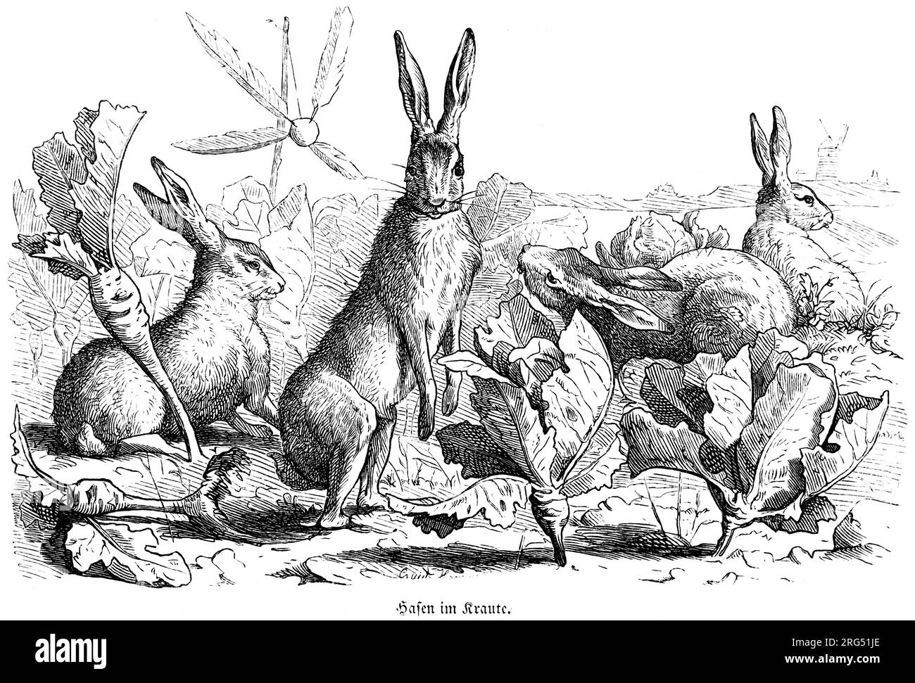 Lièvres dans un champ de choux, Hasen, animaux sauvages et scènes de chasse,, Illustration historique about1860 Banque D'Images