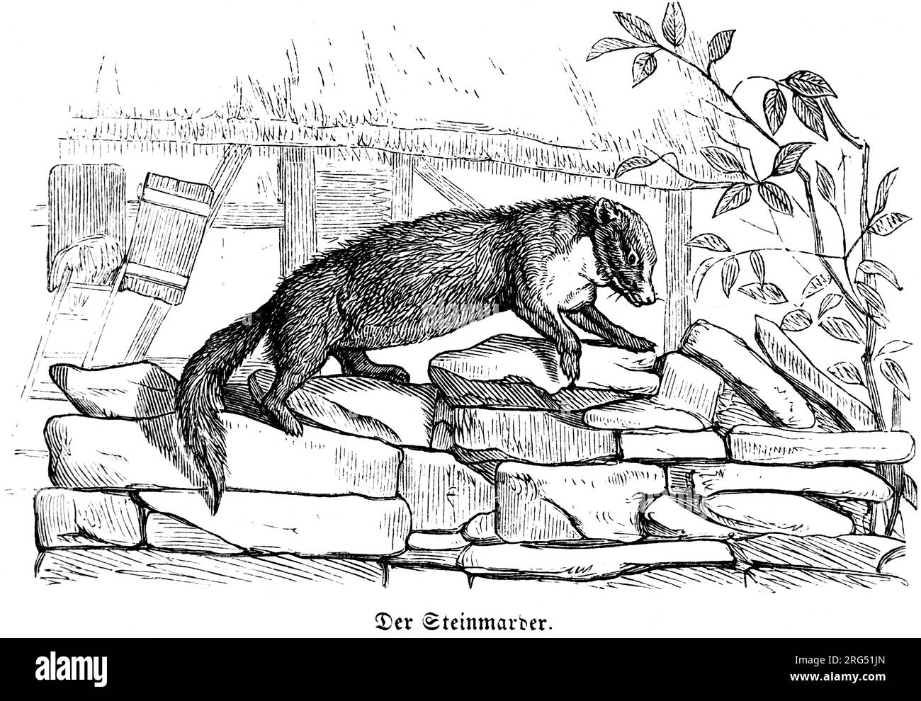Pierre Marten o na mur de pierre, Steinmarder, animaux sauvages, Illustration historique about1860 Banque D'Images