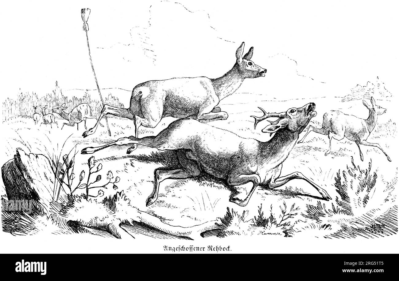 Roes and a Wounded Roebuck Bellowing, REH und Rehbock, animaux sauvages et scènes de chasse,, Illustration historique about1860 Banque D'Images