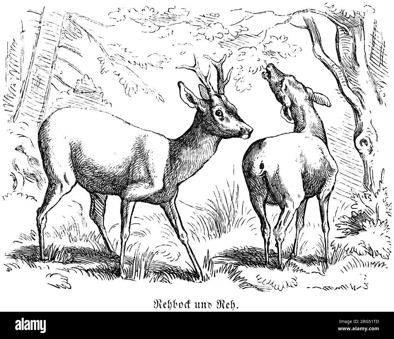 Roe et Roebuck, REH und Rehbock, animaux sauvages et scènes de chasse,, Illustration historique about1860 Banque D'Images
