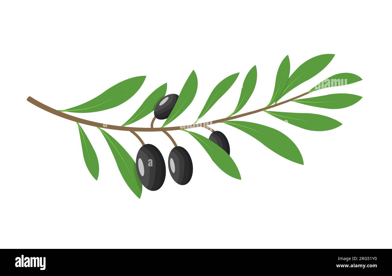 Feuille isolée de branche d'olivier. Illustration d'une branche verte de nourriture d'olive Illustration de Vecteur