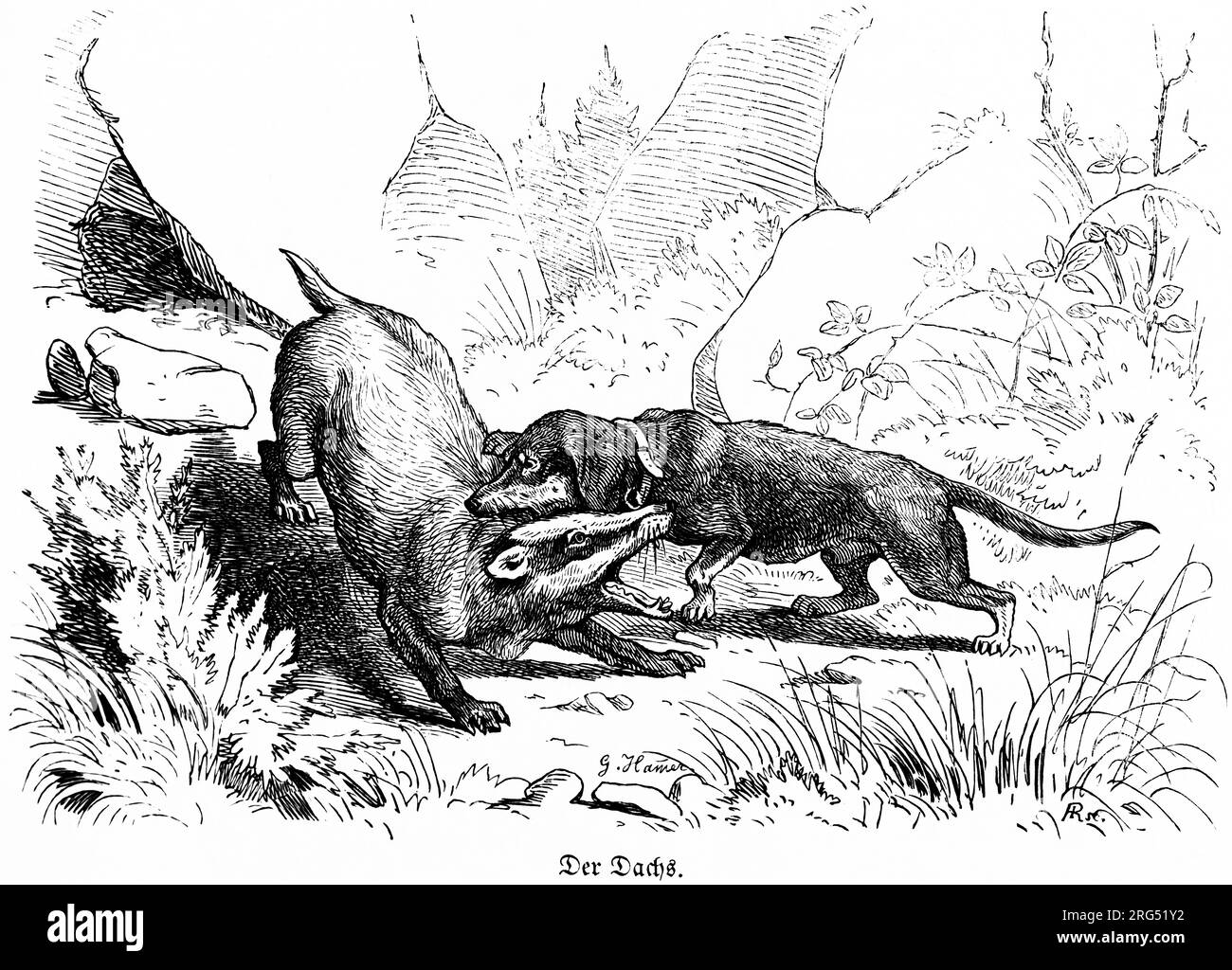Le blaireau étant mordu par un badgerdog, des Tachs, des animaux sauvages et des scènes de chasse, Illustration historique about1860 Banque D'Images