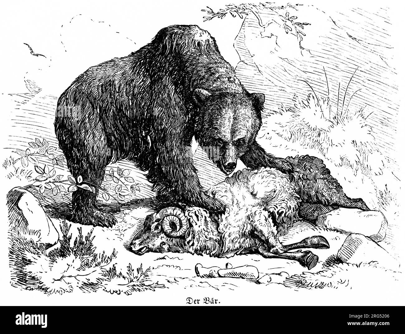 L'ours a chassé un bélier, des animaux sauvages et des scènes de chasse, Illustration historique about1860 Banque D'Images