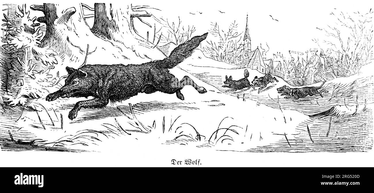 Une meute de loups (Canis lupus), des animaux sauvages et des scènes de chasse, Illustration historique about1860 Banque D'Images