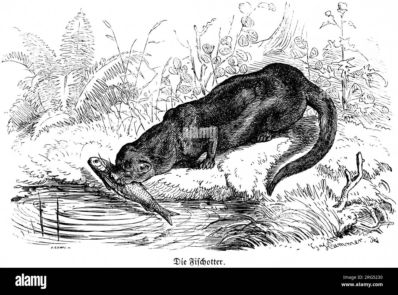 Loutre européenne (lutra lutra), Fischotter animaux sauvages et scènes de chasse,, Illustration historique about1860 Banque D'Images