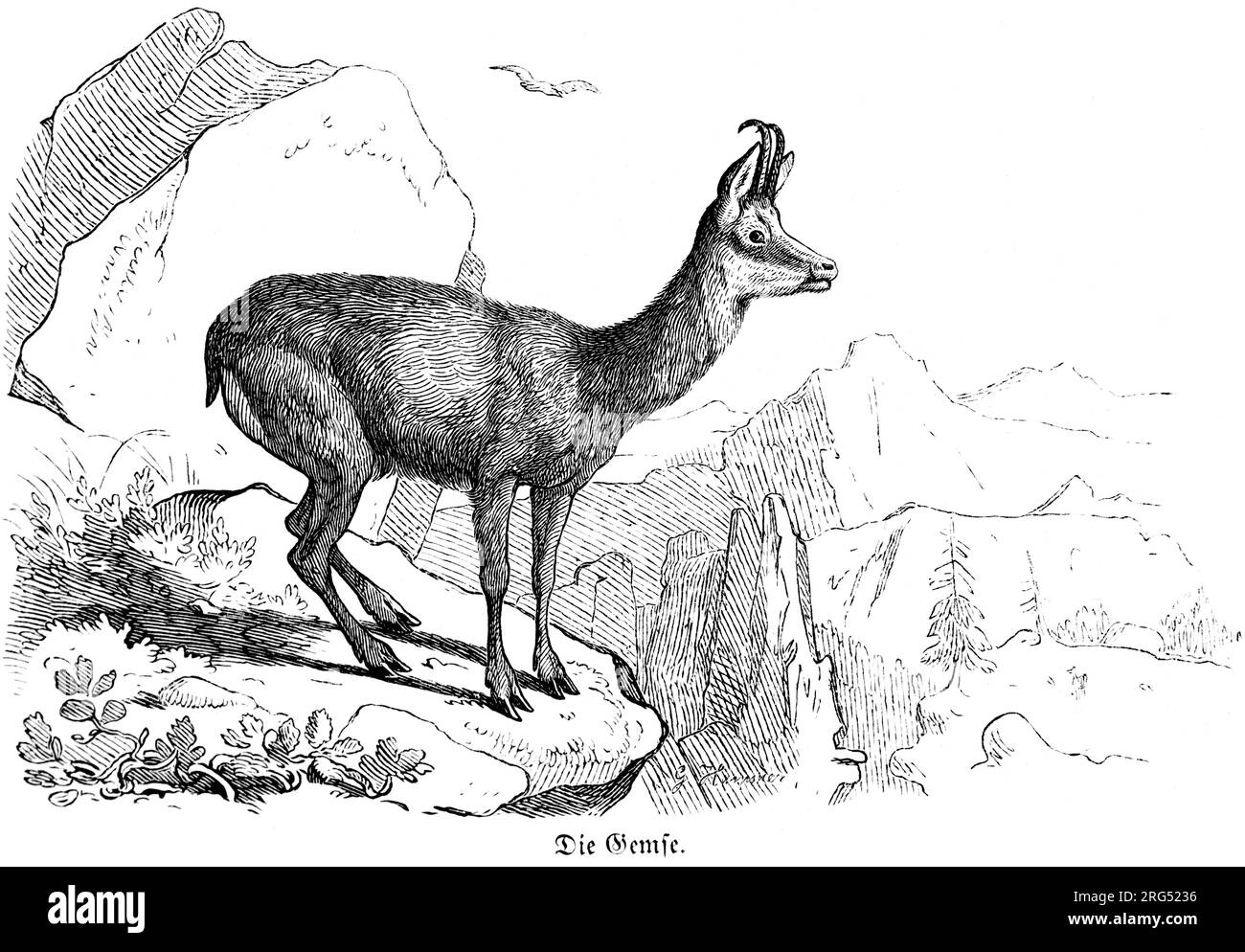 Le chamoir, rupicapra rupicapra, die Gemse, animaux sauvages et scènes de chasse,, Illustration historique about1860 Banque D'Images