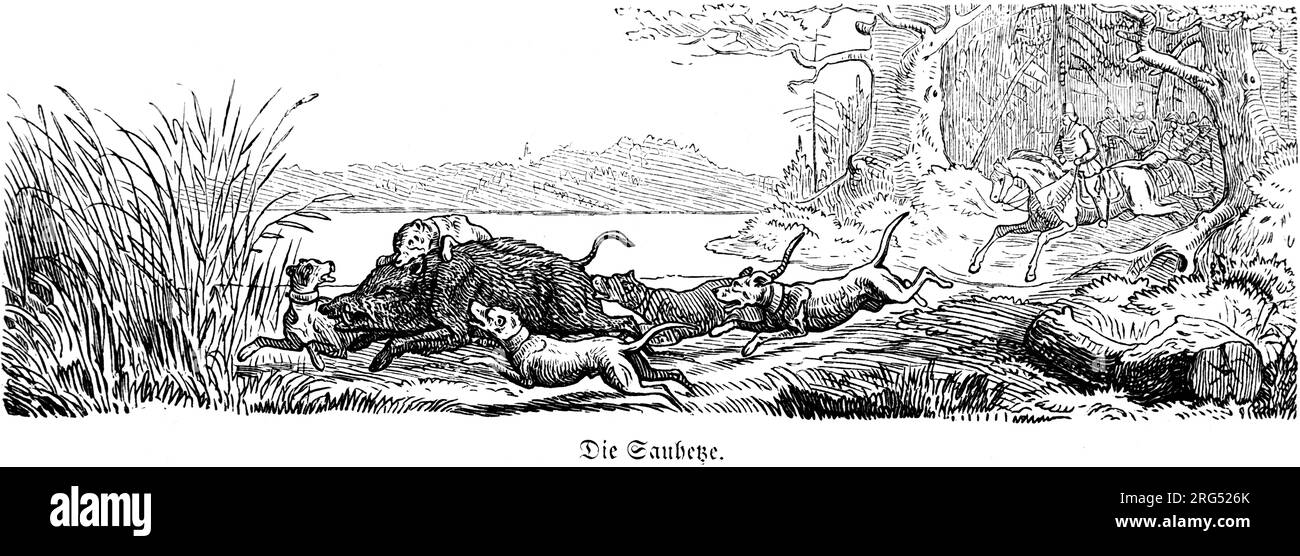 Chiens de chasse chassant un sanglier, animaux sauvages et scènes de chasse, Illustration historique about1860 Banque D'Images