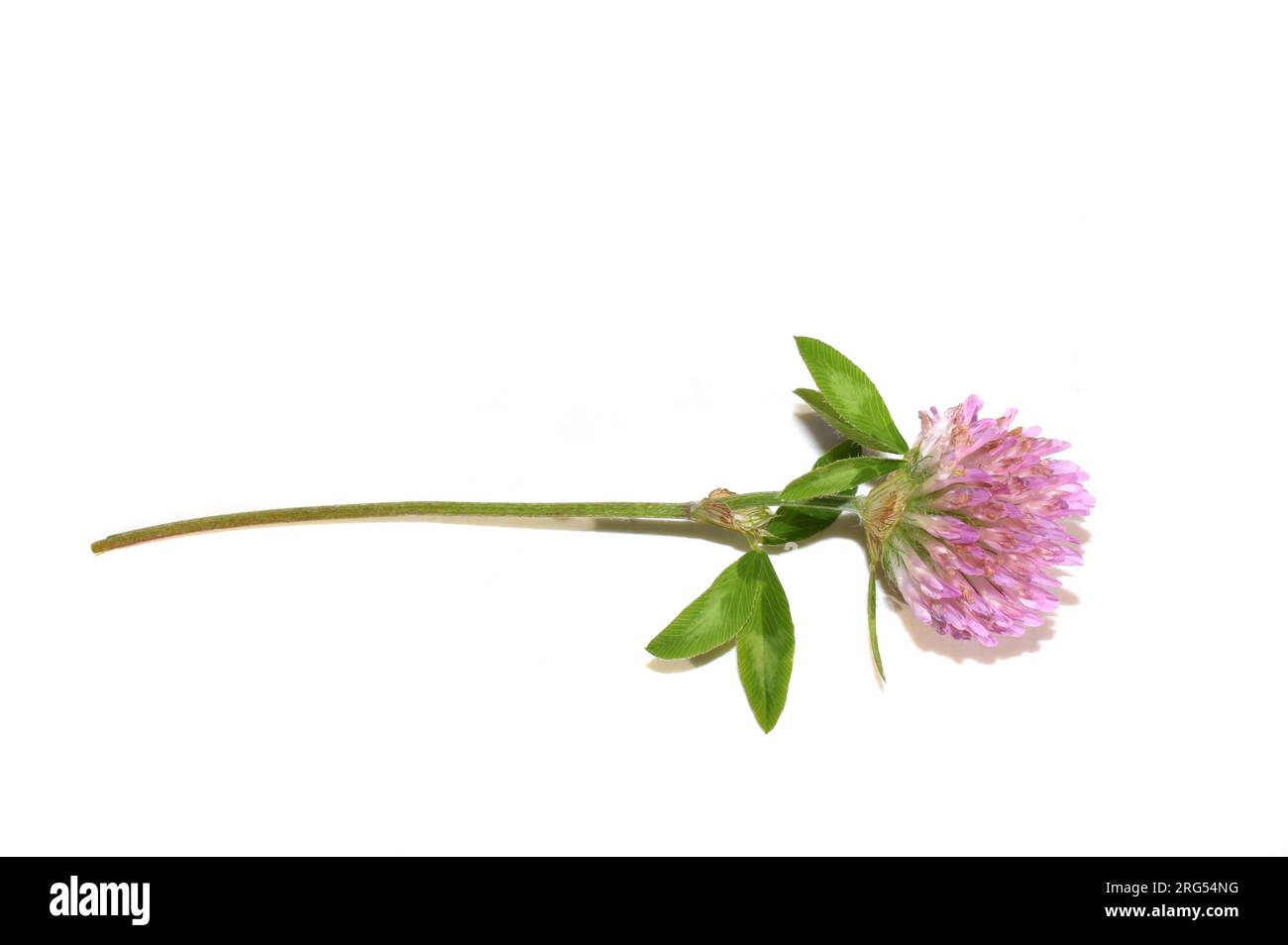 Trèfle rouge Trifolium pratense sur fond blanc Banque D'Images