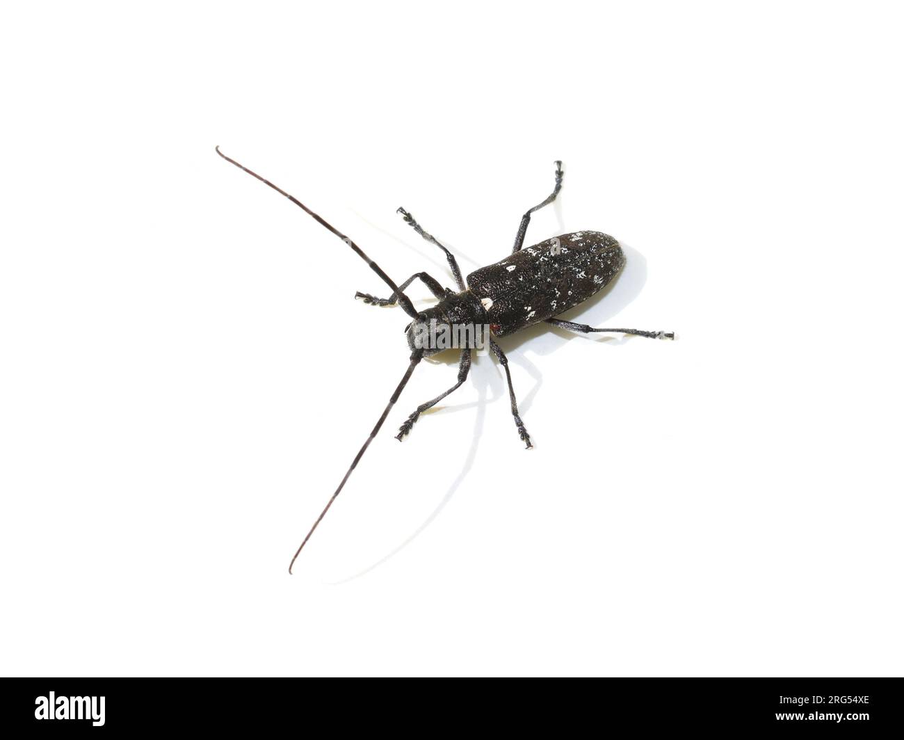 Le sawyer à taches blanches Monochamus scutellatus sur fond blanc Banque D'Images