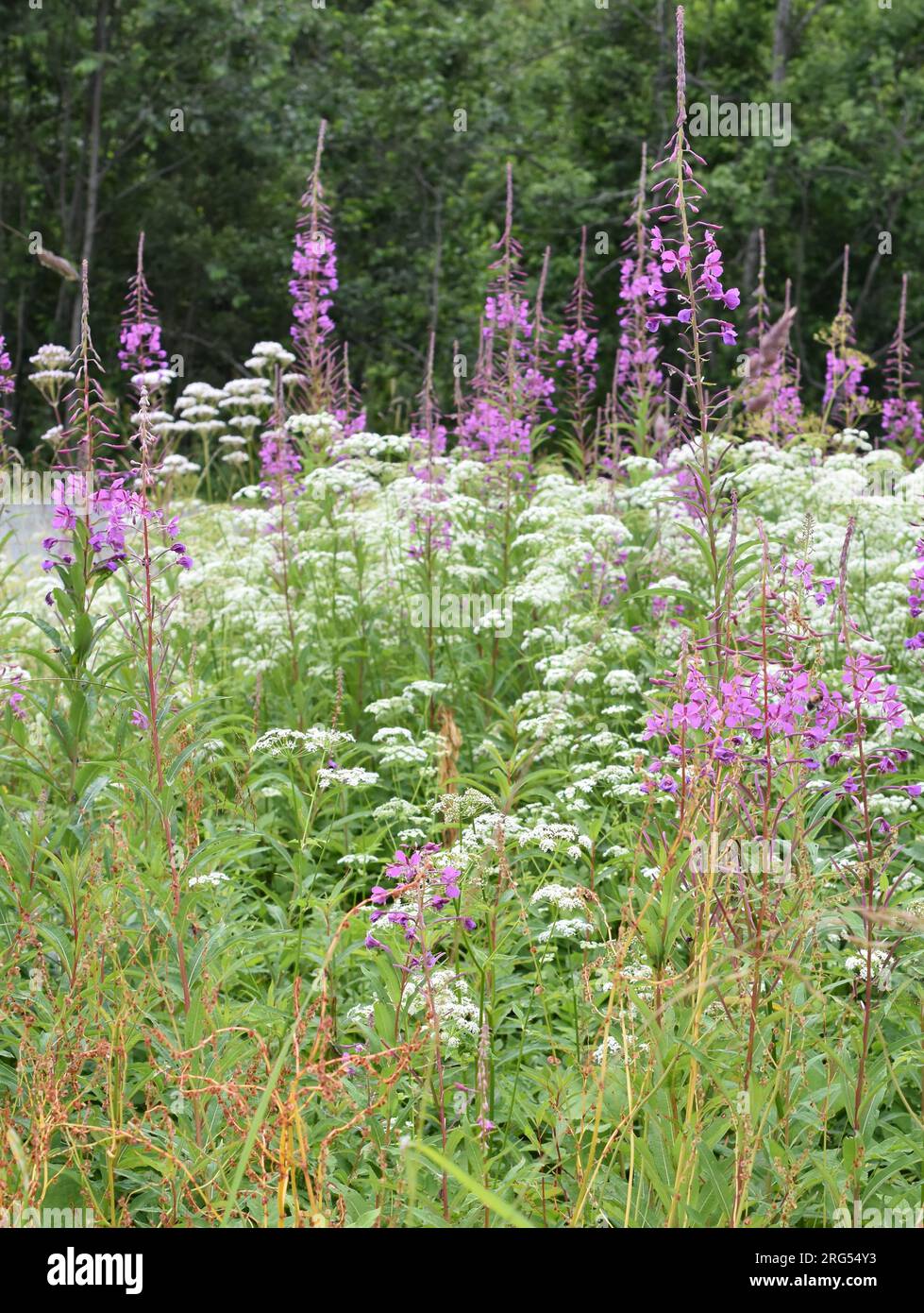 Gros plan sur un champ de fleurs sauvages avec des fleurs de willowherb et d'Ombellifères Banque D'Images