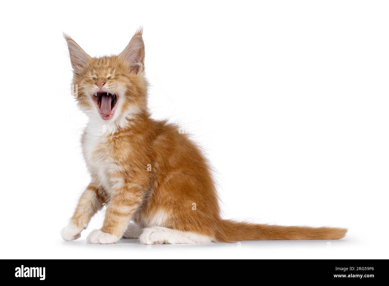 Mignon rouge avec chaton de chat blanc, assis de façon latérale. Yeux fermés et bâillements montrant la langue et les dents. Isolé sur fond blanc. Banque D'Images