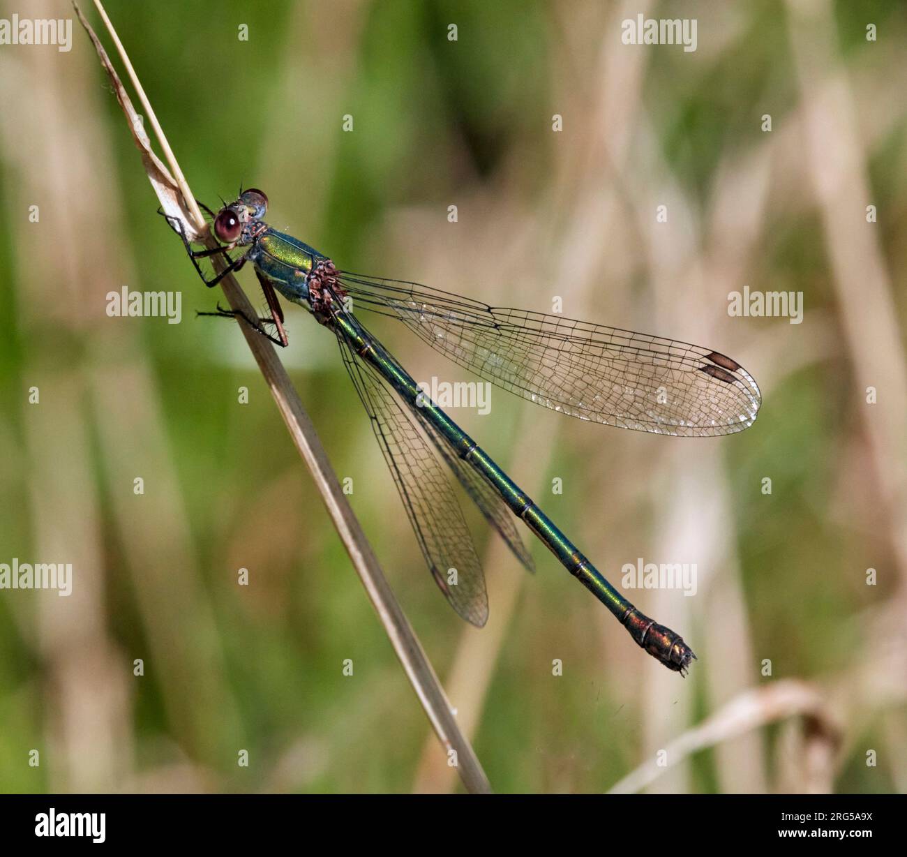 Saule Emerald Damselfly (femelle). East Molesey, Surrey, Angleterre. Banque D'Images