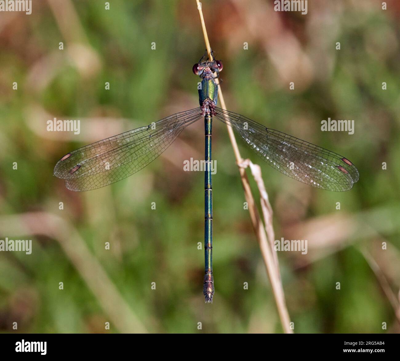 Saule Emerald Damselfly (femelle). East Molesey, Surrey, Angleterre. Banque D'Images