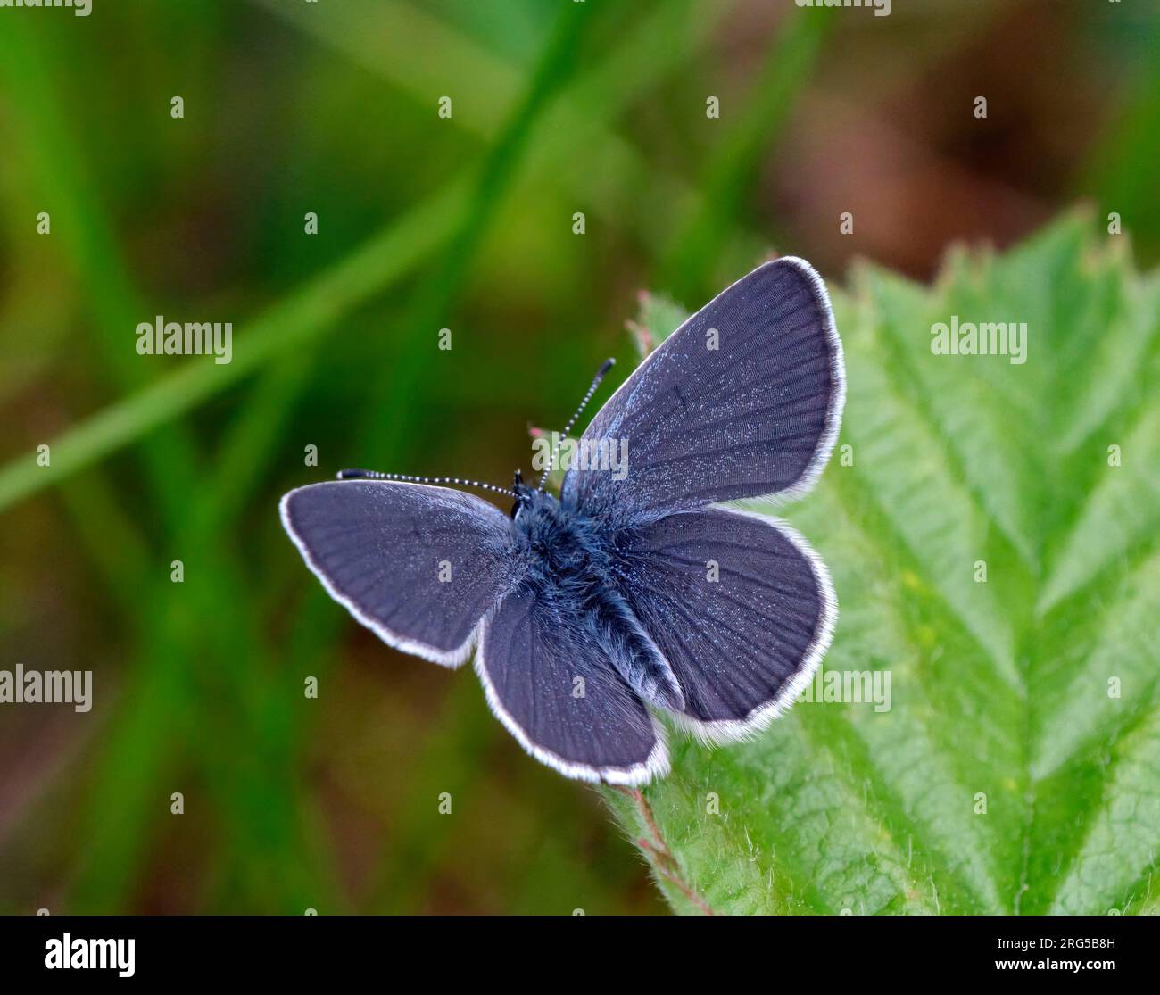 Petit bleu. Réserve naturelle de Howell Hill, Ewell, Surrey, Royaume-Uni. Banque D'Images