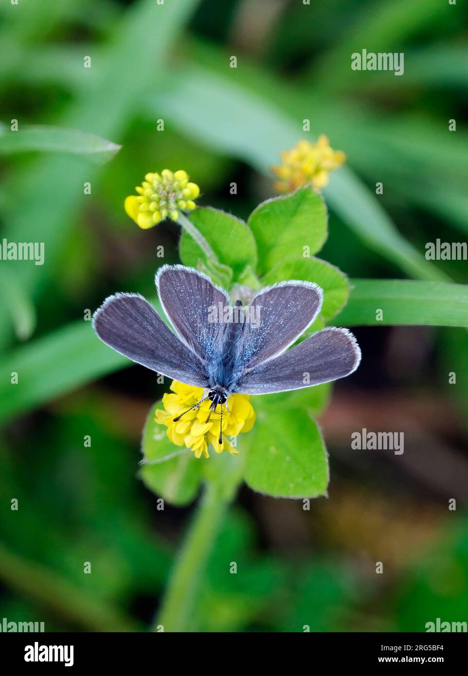 Petit nectaring bleu sur les fleurs de Black Medick. Réserve naturelle de Howell Hill, Ewell, Surrey, Royaume-Uni. Banque D'Images