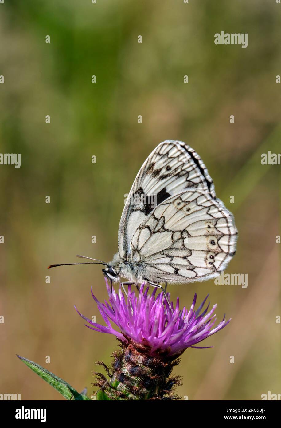 Marbré blanc nectaring sur Knapweed. Molesey RESERVOIRS nature Reserve, West Molesey, Surrey, Angleterre. Banque D'Images