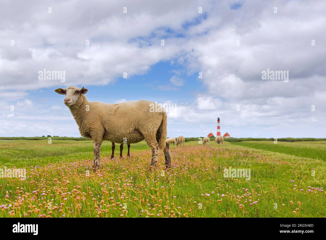 Moutons blancs parmi la lavande de mer et le phare Westerheversand à Westerhever, péninsule d'Eiderstedt, Parc national de la mer des Wadden, Frise du Nord, Allemagne Banque D'Images Moutons blancs parmi la lavande de mer et le phare Westerheversand à Westerhever, péninsule d'Eiderstedt, Parc national de la mer des Wadden, Frise du Nord, Allemagne Banque D'Images