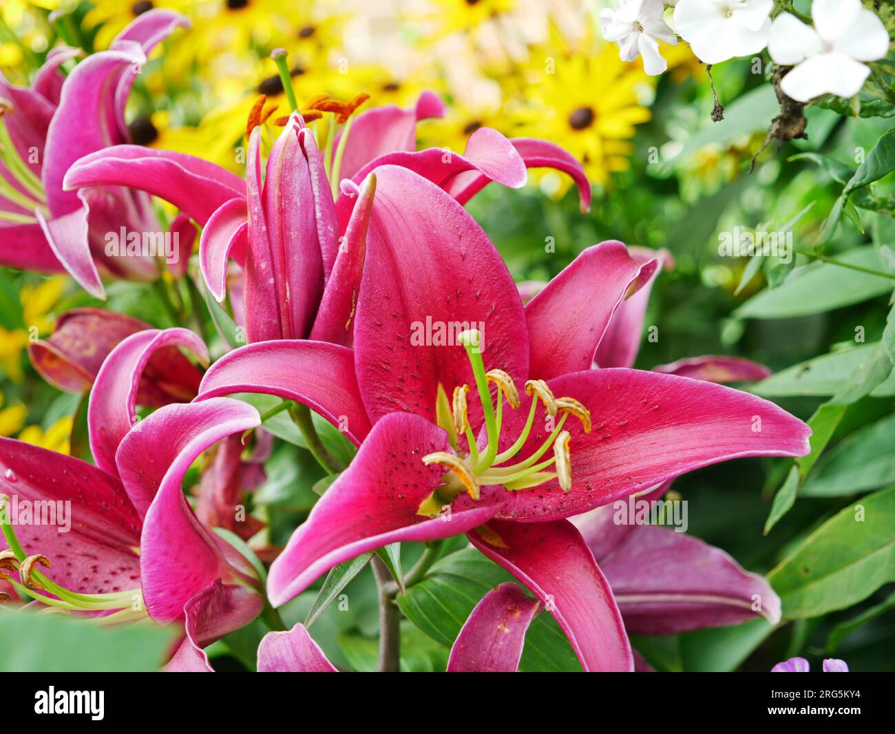 Stargazer Lilie mit prächtigen rot pinken Blüten Banque D'Images