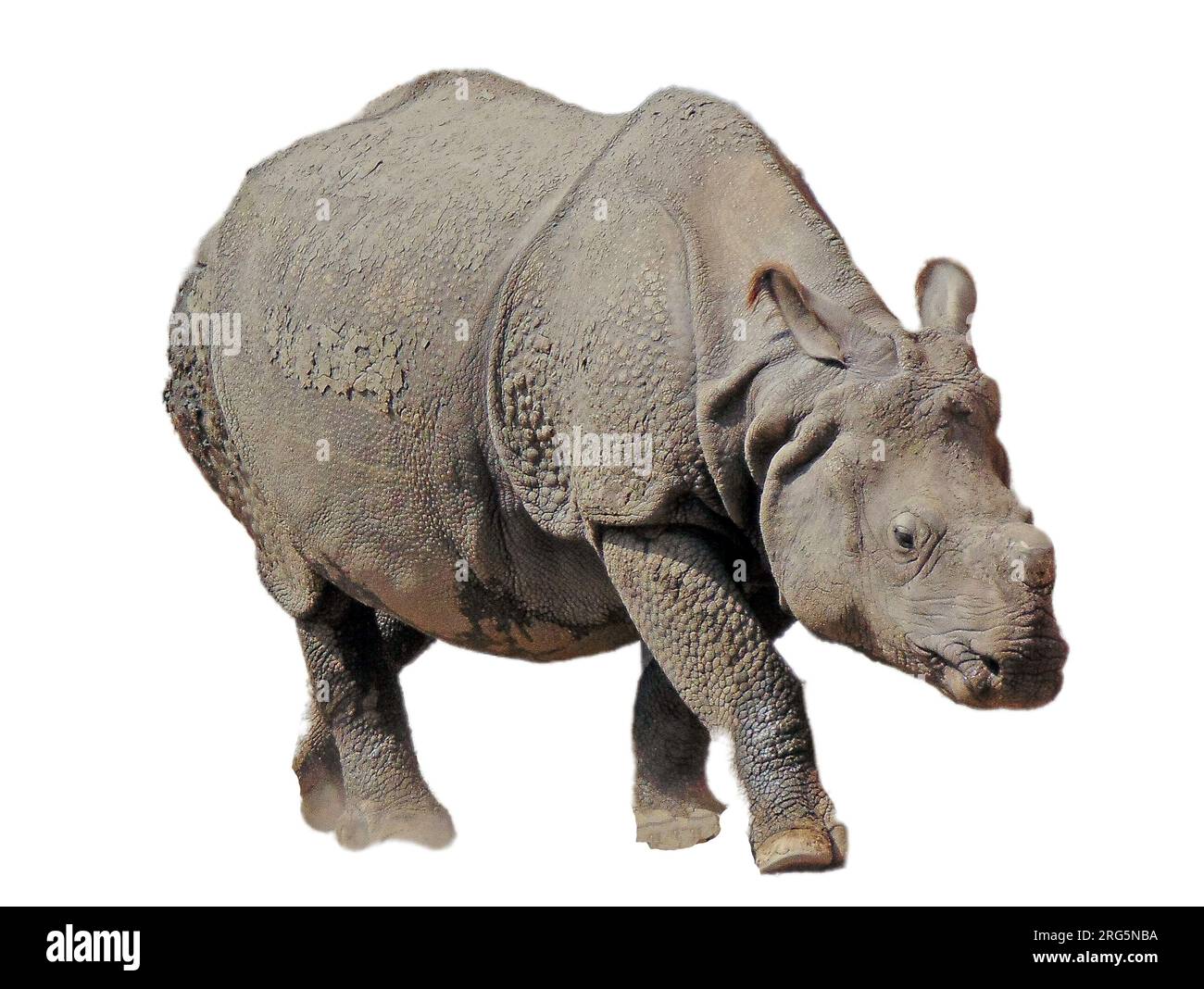 Rhinocéros indiens isolés sur fond blanc Banque D'Images