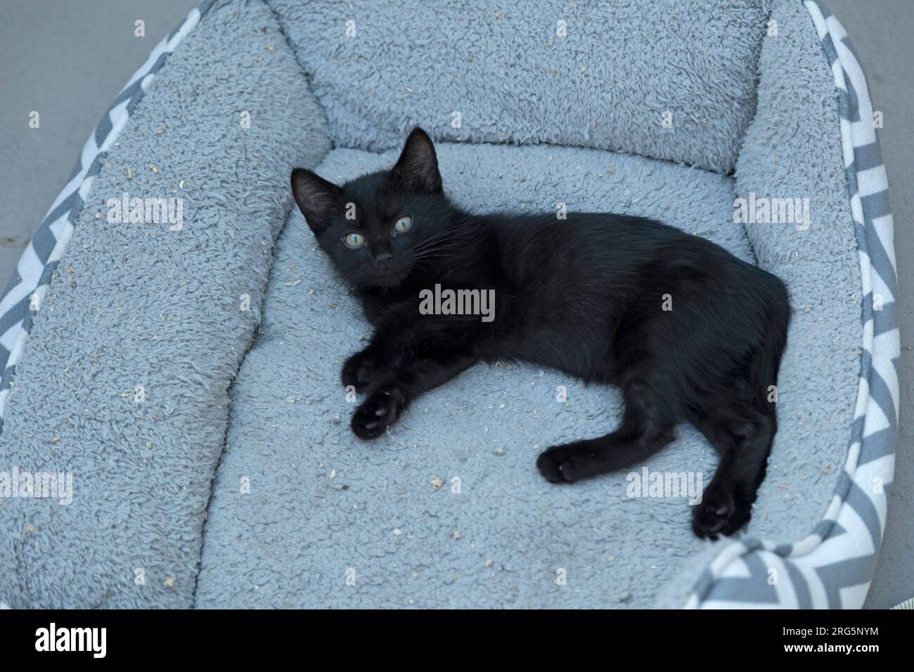 Chaton noir de neuf semaines allongé dans le panier regardant dans la caméra, Allemagne Banque D'Images