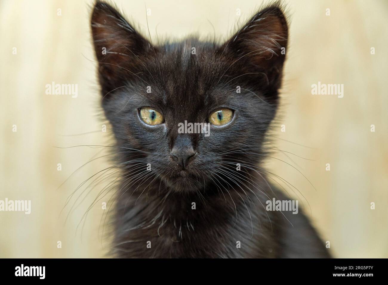 Portrait, chaton noir de neuf semaines regardant dans la caméra, Allemagne Banque D'Images