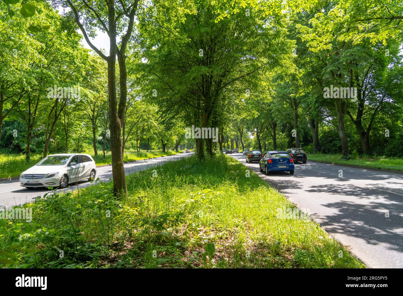 Quatre voies, avenue du centre-ville bordée de nombreux arbres anciens, le Königsallee à Bochum, menant au sud du centre-ville vers Bochum-Stiepel était desig Banque D'Images