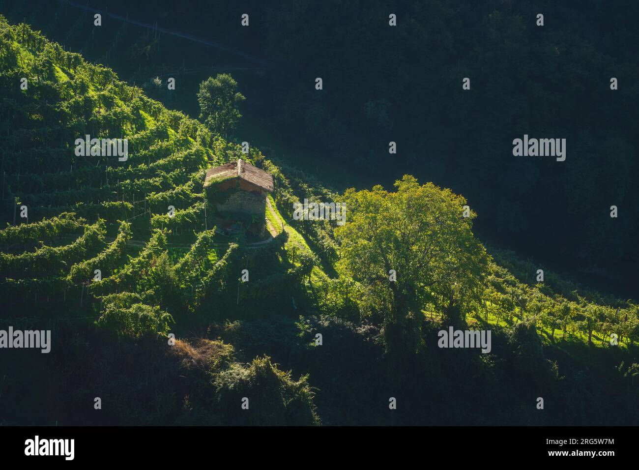 Vignobles et un petit chalet rural sur les collines escarpées de Prosecco le matin. Site du patrimoine mondial de l'UNESCO. Valdobbiadene, région de Vénétie, Italie Banque D'Images