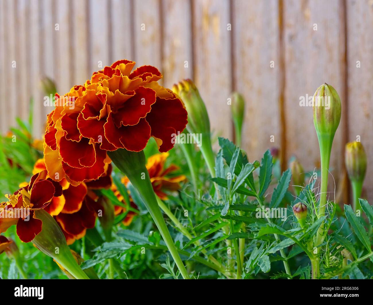 Fleurs de Marigold français (Tagetes patula) au milieu de l'été : une tapisserie vibrante d'orange, jaune et rouge au milieu de verts verdoyants dans un jardin de sérénistes - A Ma Banque D'Images