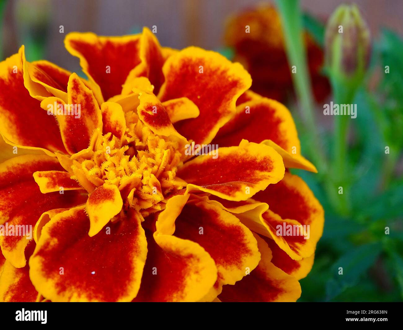 Fleurs de Marigold français (Tagetes patula) au milieu de l'été : une tapisserie vibrante d'orange, jaune et rouge au milieu de verts verdoyants dans un jardin de sérénistes - A Ma Banque D'Images