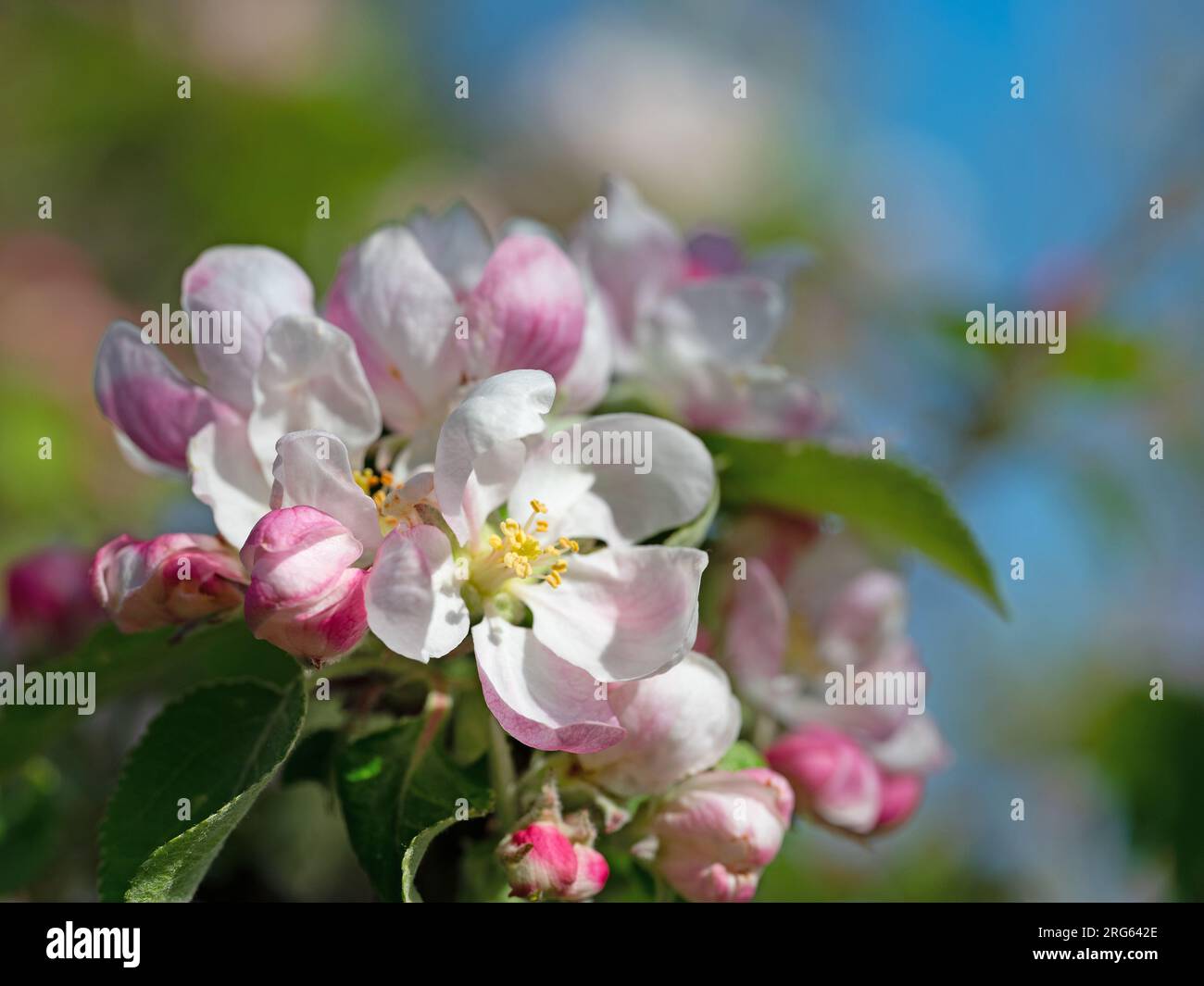 Arbre de pomme en fleur, malus, au printemps en gros plan Banque D'Images