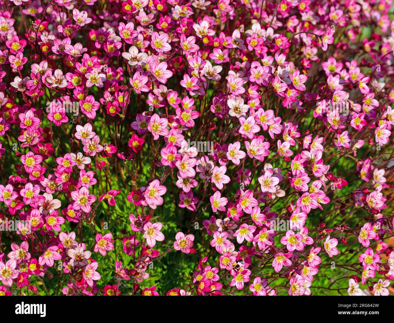 Saxifrage Mossy en gros plan Banque D'Images