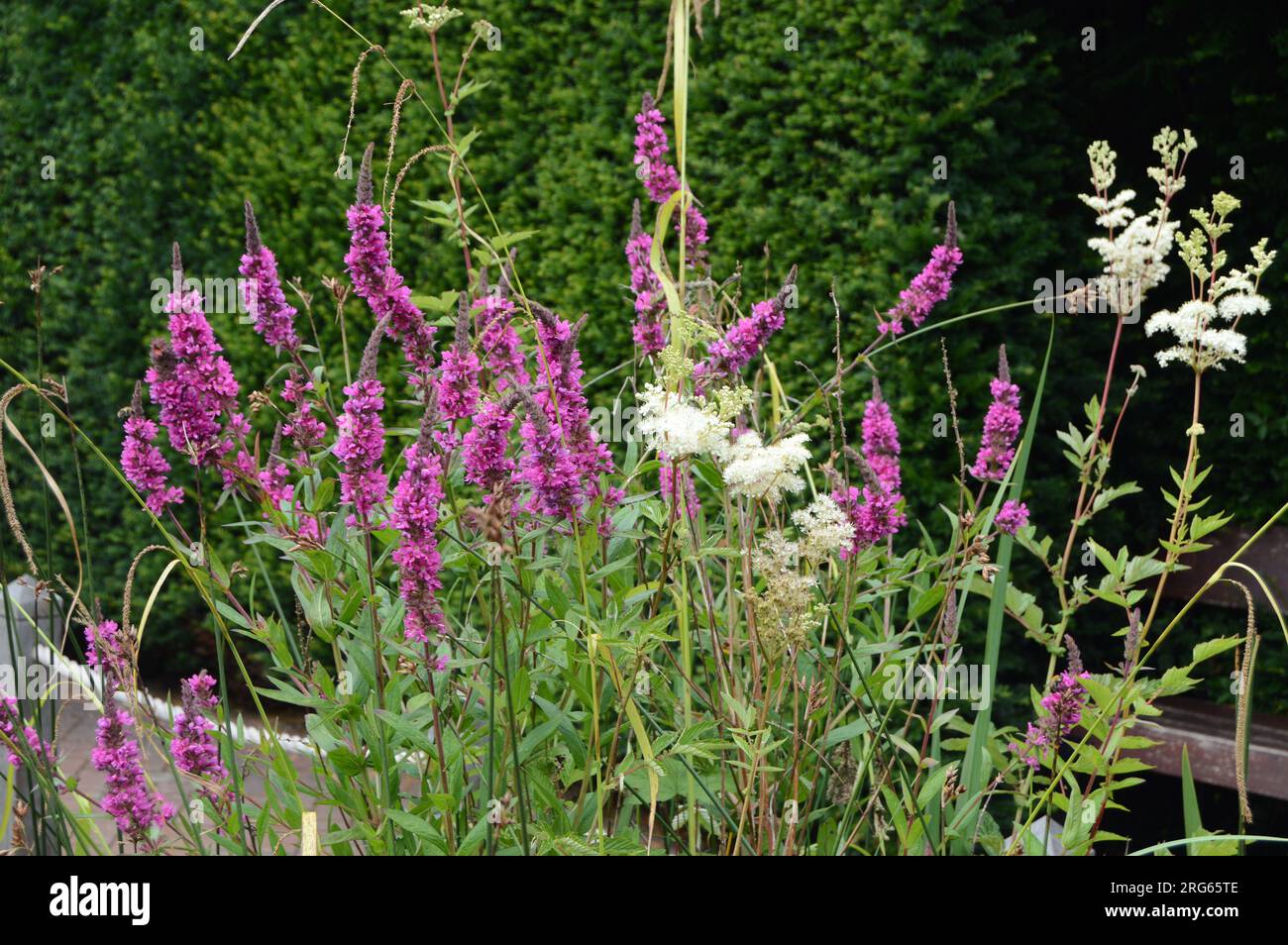 Purple Loosestrife (Lythrum salicaria), Buckfast Abbey Gardens, juillet 2023 Banque D'Images